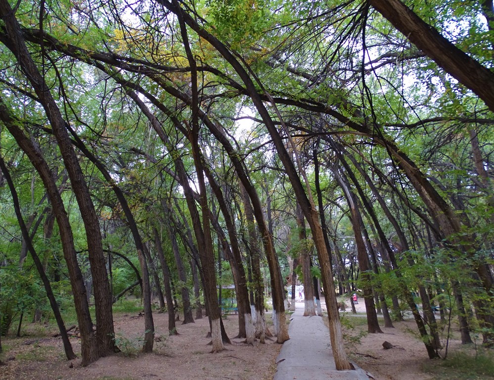 Aulie-Agash, Ancient Tree, Zharkent, Kazakhstan