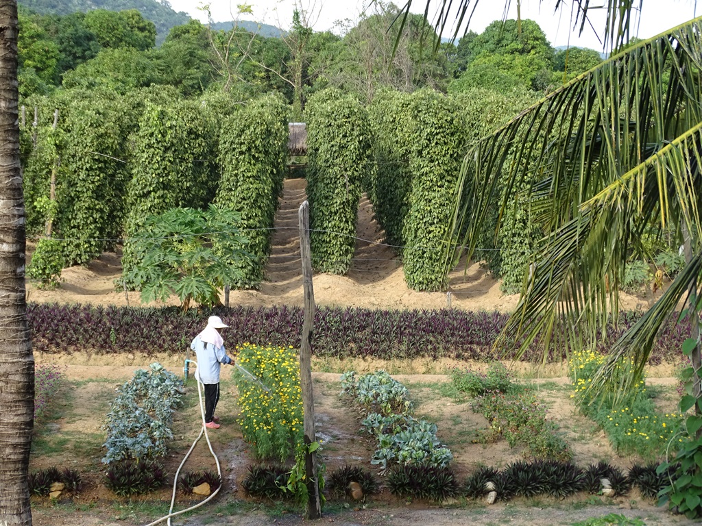 The Vine Retreat, Phnom Vor, Kep Province, Cambodia