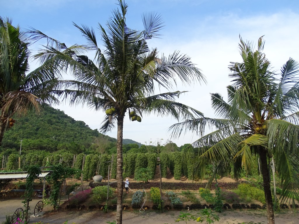 The Vine Retreat, Phnom Vor, Kep Province, Cambodia