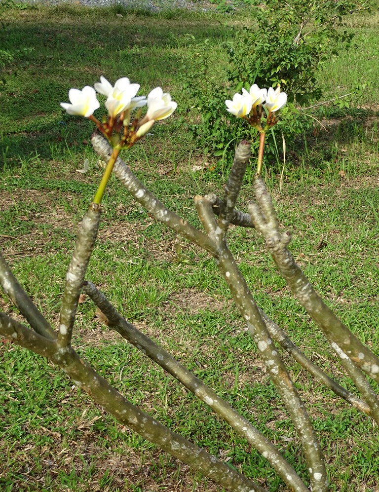 The Vine Retreat, Phnom Vor, Kep Province, Cambodia