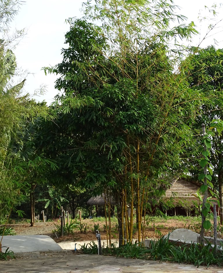 The Vine Retreat, Phnom Vor, Kep Province, Cambodia