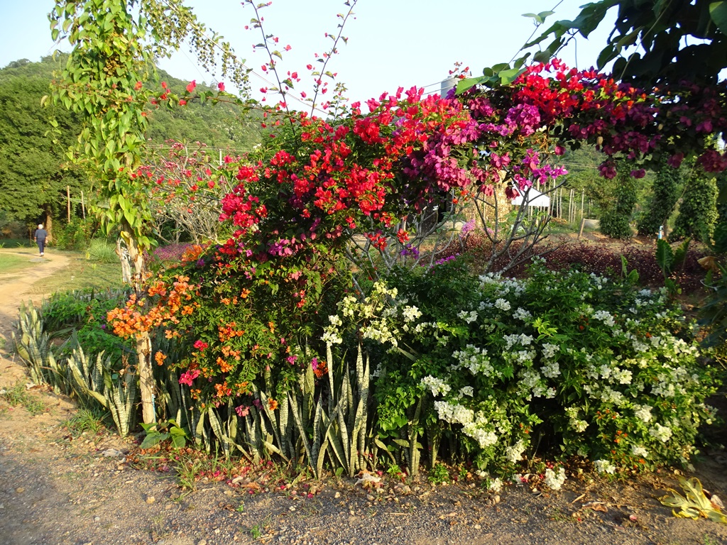 The Vine Retreat, Phnom Vor, Kep Province, Cambodia