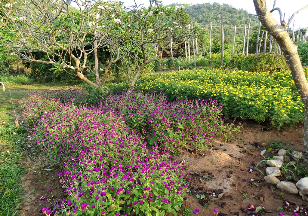 The Vine Retreat, Phnom Vor, Kep Province, Cambodia