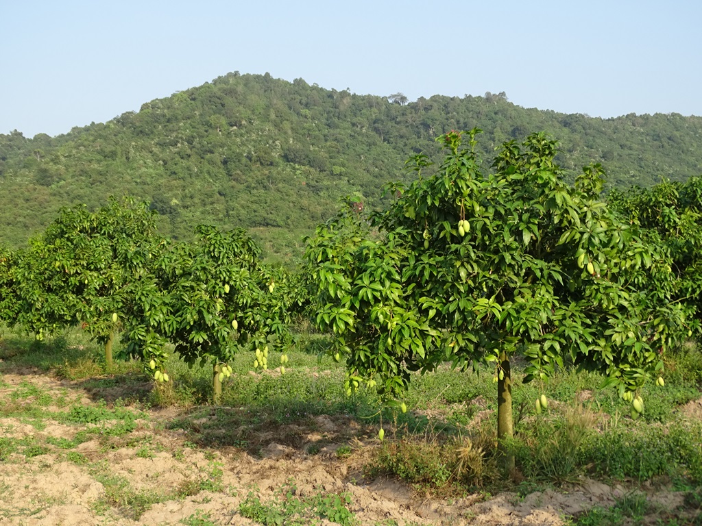 Golf Course, Phnom Vor, Kep Province, Cambodia