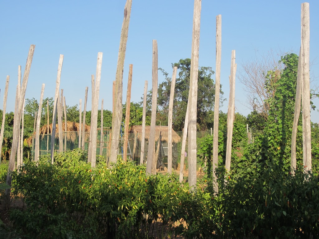 The Vine Retreat, Phnom Vor, Kep Province, Cambodia