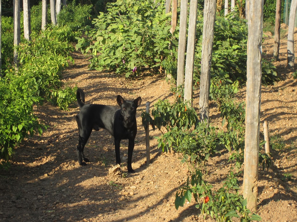 The Vine Retreat, Phnom Vor, Kep Province, Cambodia