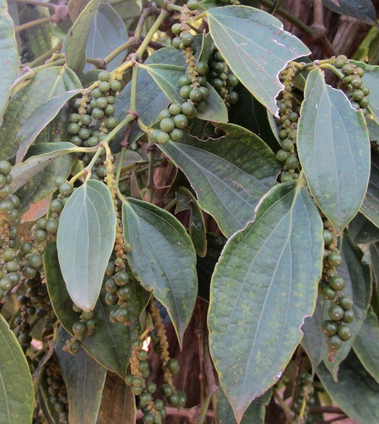 Kampot Pepper, The Vine Retreat, Phnom Vor, Kep Province, Cambodia