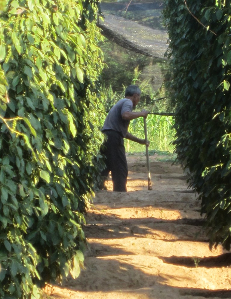 The Vine Retreat, Phnom Vor, Kep Province, Cambodia