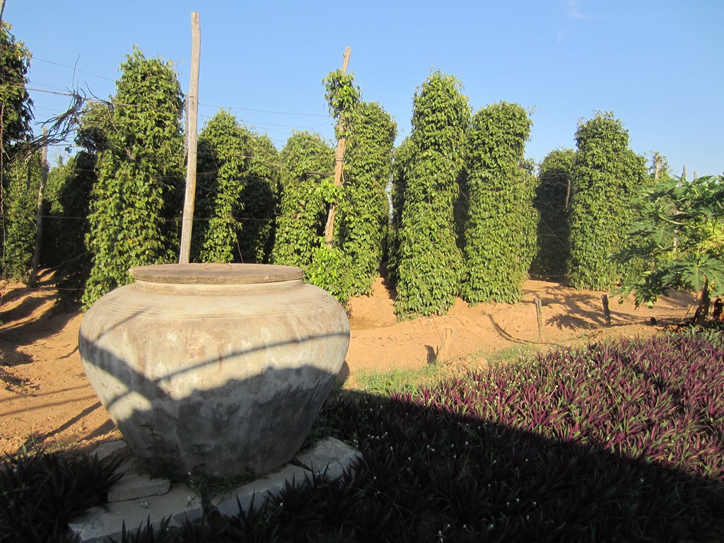 Kampot Pepper, The Vine Retreat, Phnom Vor, Kep Province, Cambodia