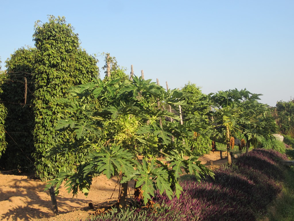 The Vine Retreat, Phnom Vor, Kep Province, Cambodia