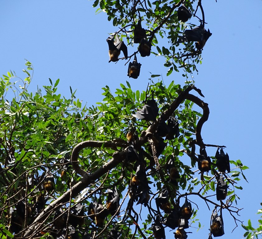 Giant Fruit Bats, Riverside, Kampong Thom, Cambodia