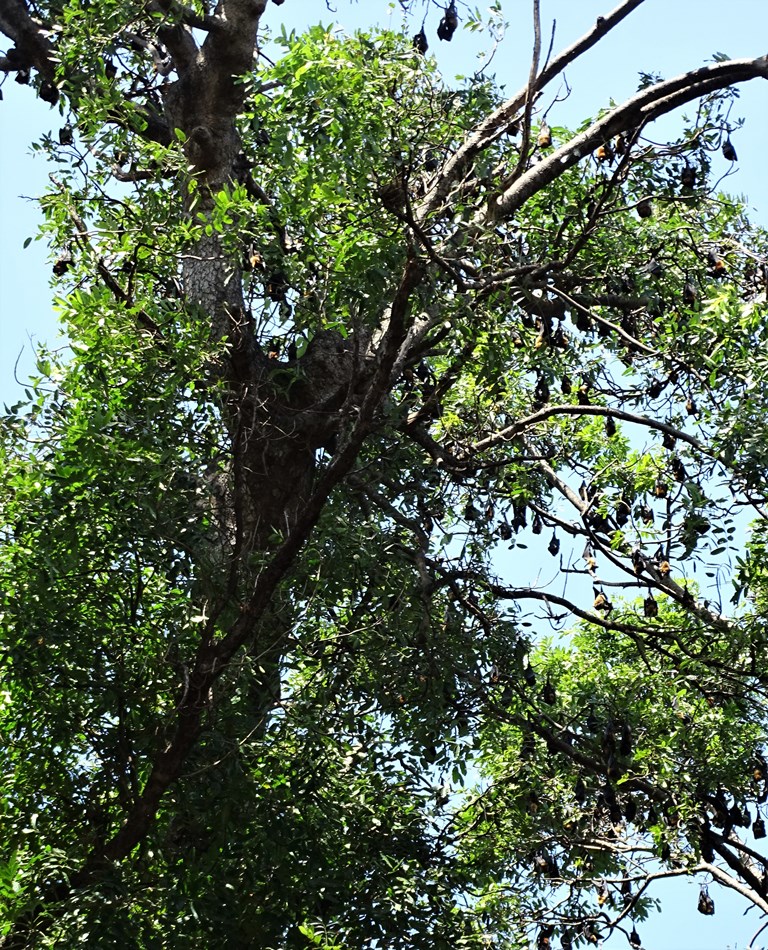 Giant Fruit Bats, Riverside, Kampong Thom, Cambodia