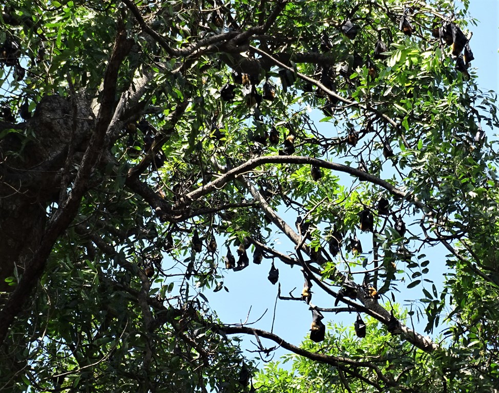 Giant Fruit Bats, Riverside, Kampong Thom, Cambodia