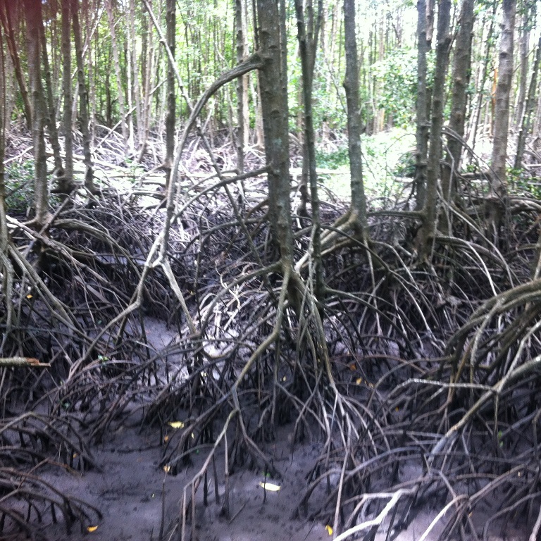 Golden Mangrove Field, Rayong, Thailand