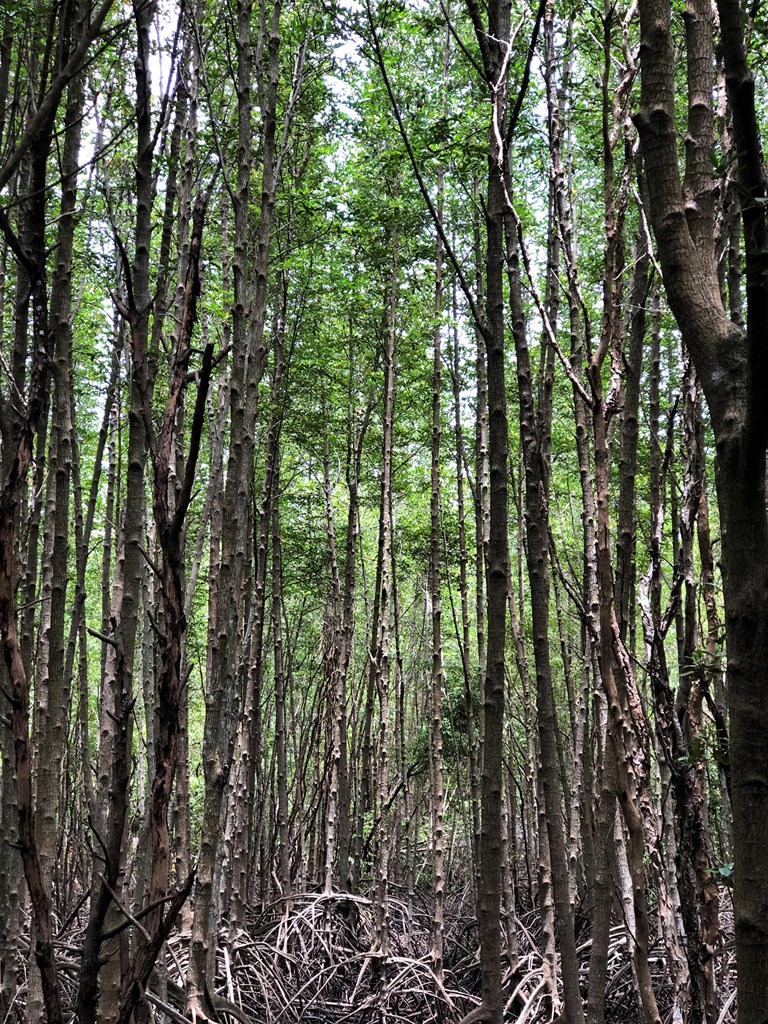 Golden Mangrove Field, Rayong, Thailand