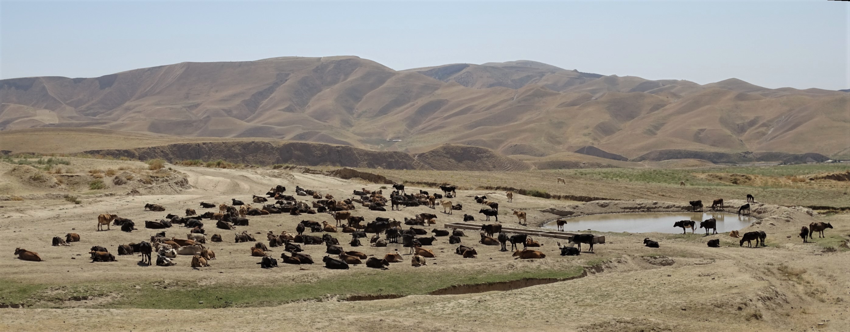 Cattle Herd, Tajikistan