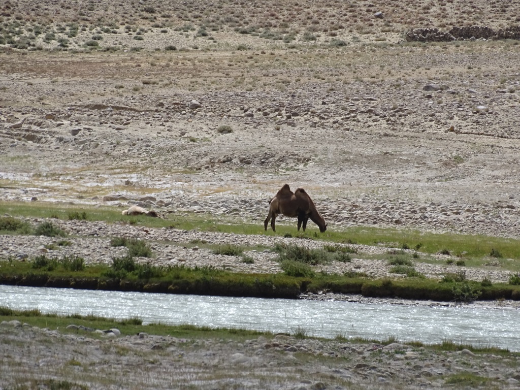 Bactria Camel, Pamir Desert, Tajikistan