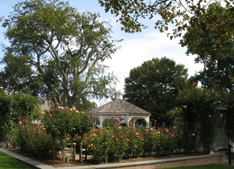 Jan's Father-in-Law, Rose Garden and David Dawn Memorial, Southampton, New York