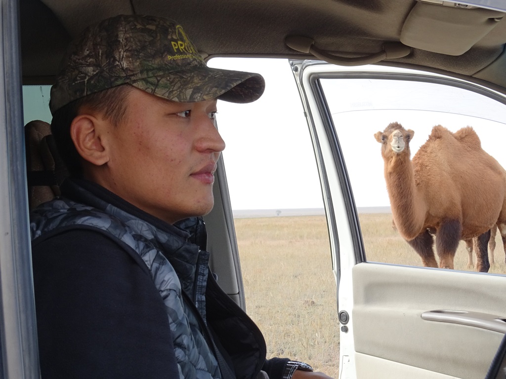 Ali and the Curious Camels, Almaty Region, Kazakhstan