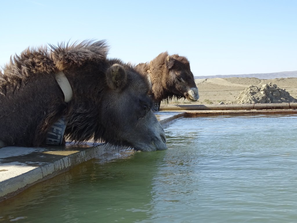 Camel Camp, Mangystau, Kazakhstan 