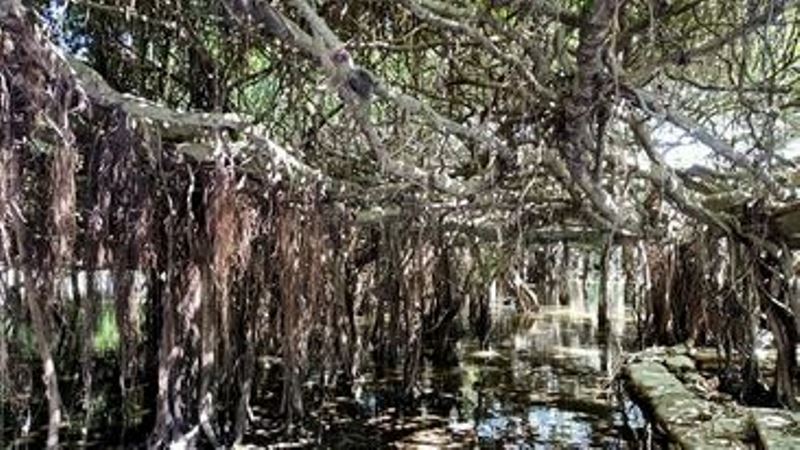 The Banyan Grove, Sai Ngam, Nakhon Ratchasima, Thailand 