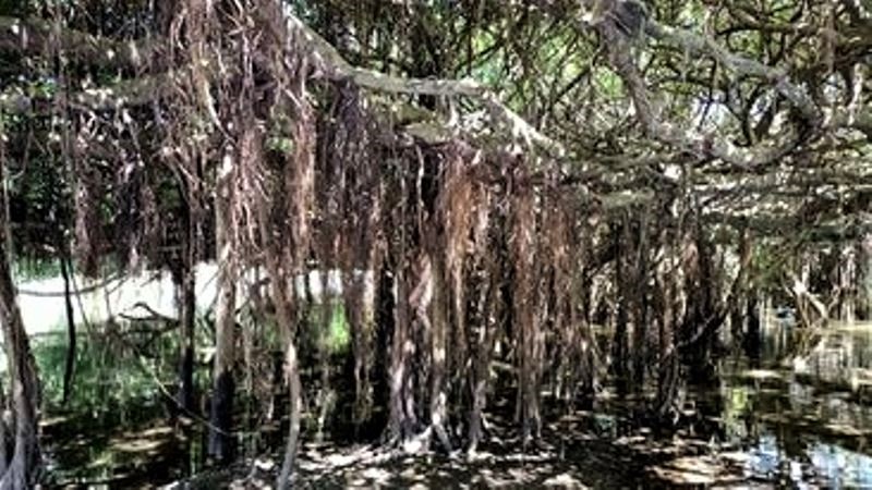 The Banyan Grove, Sai Ngam, Nakhon Ratchasima, Thailand 