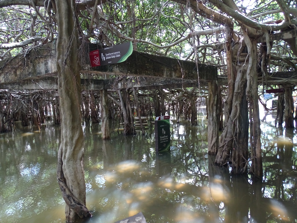 The Banyan Grove, Sai Ngam, Nakhon Ratchasima, Thailand 