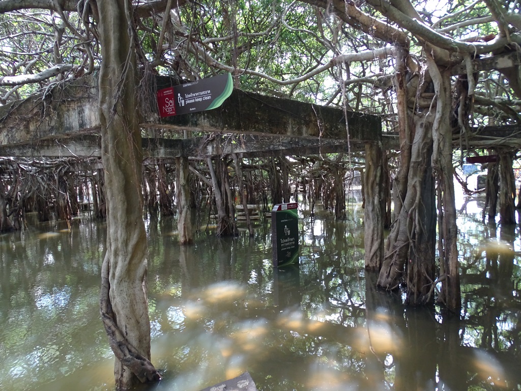 The Banyan Grove, Sai Ngam, Nakhon Ratchasima, Thailand 