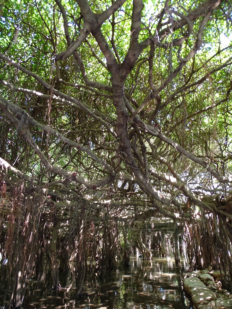 The Banyan Grove, Sai Ngam, Nakhon Ratchasima, Thailand 