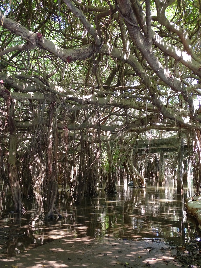 The Banyan Grove, Sai Ngam, Nakhon Ratchasima, Thailand 