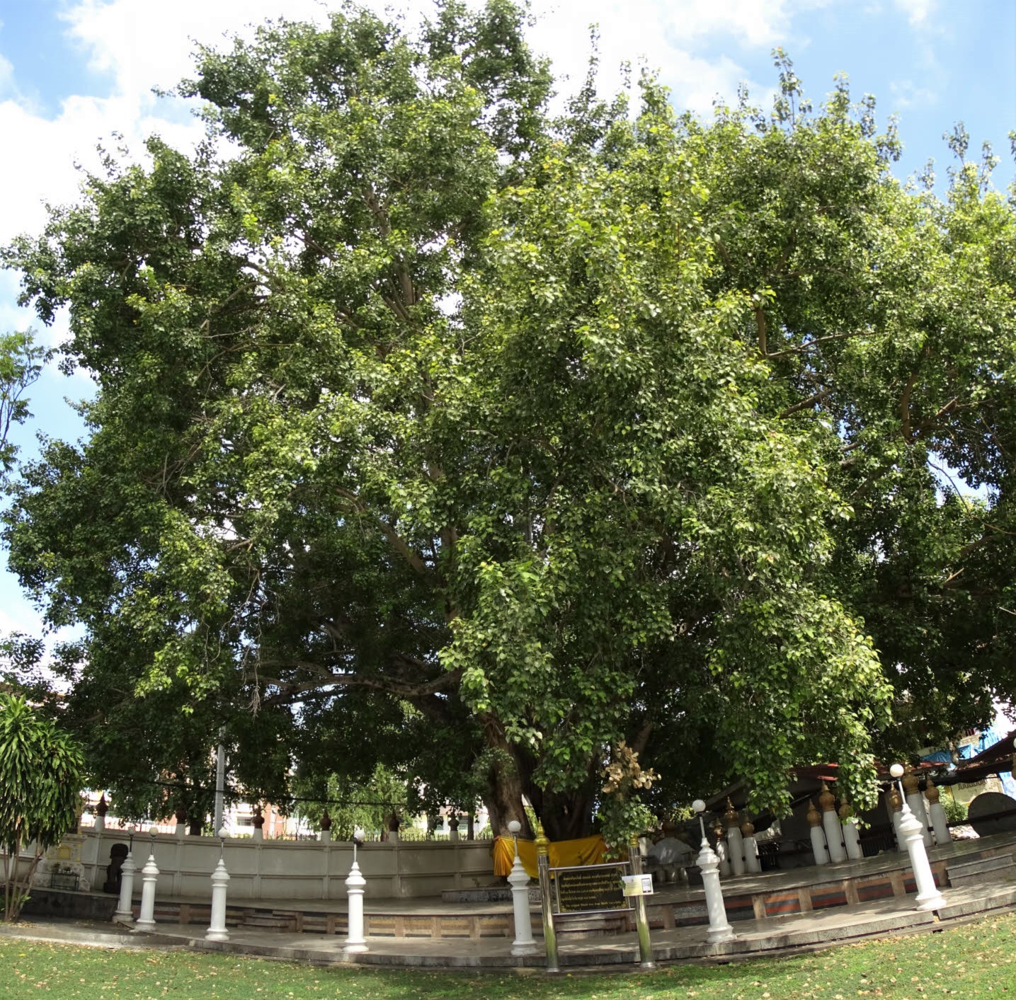 Bhothi Tree, Wat Phayap, Nakhon Ratchasima, Thailand