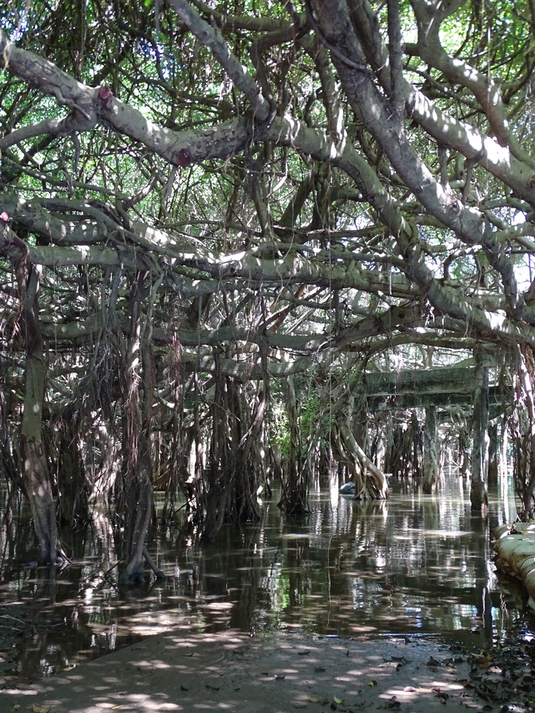 Sai Ngam banyan tree grove, Nakhon Ratchasima, Thailand