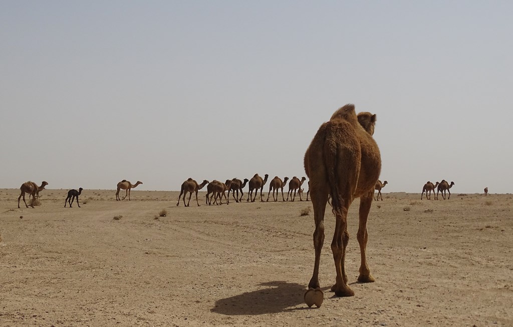 Iraqui Desert