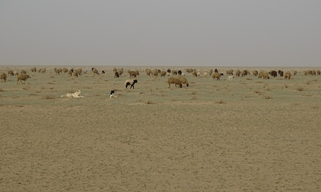 Iraqui Desert