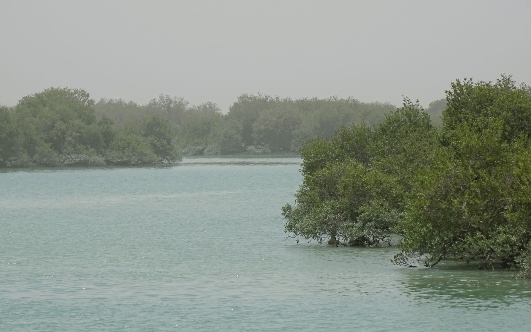 Mangrove Forest, Qeshm, Iran