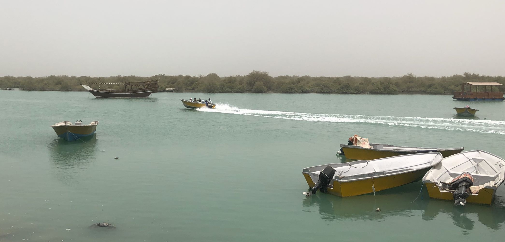 Mangrove Forest, Qeshm, Iran