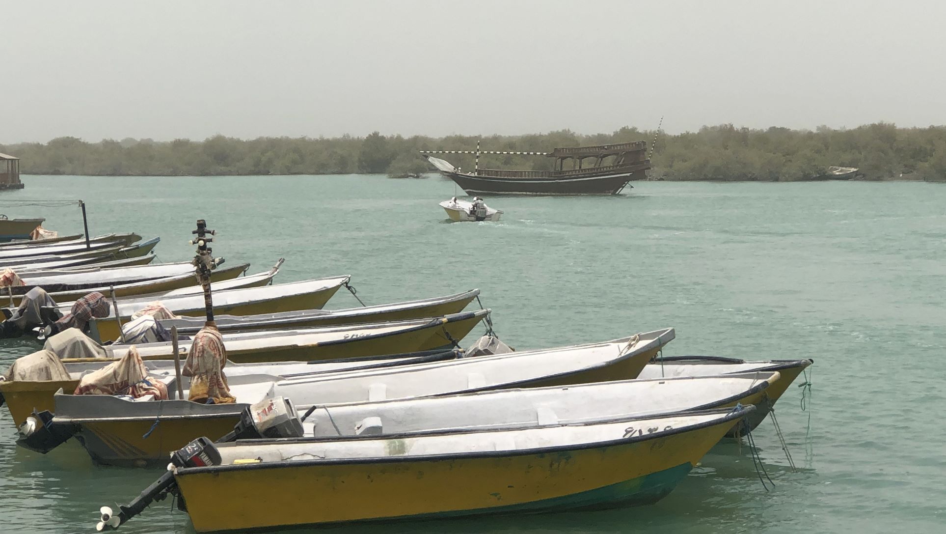 Mangrove Forest, Qeshm, Iran