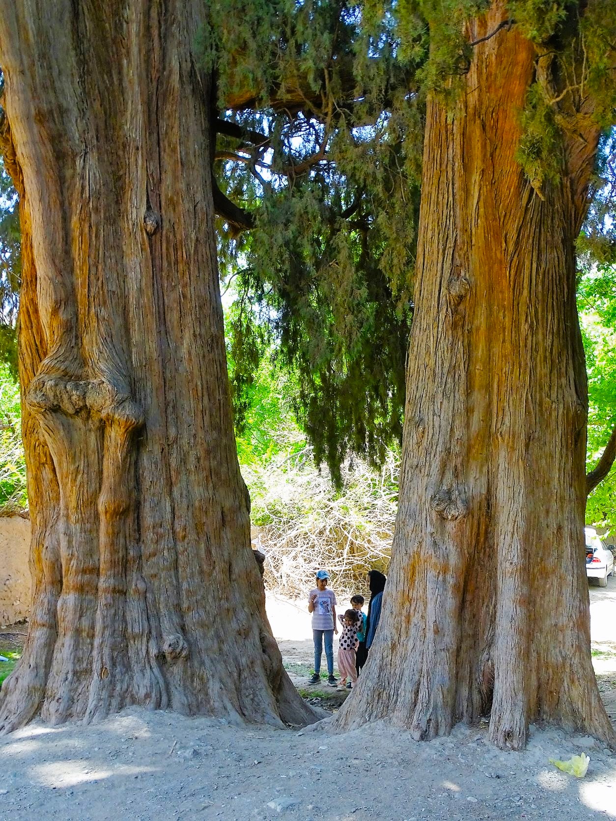 Twin Cedar Trees, Sirch Village, Kerman Province, Iran