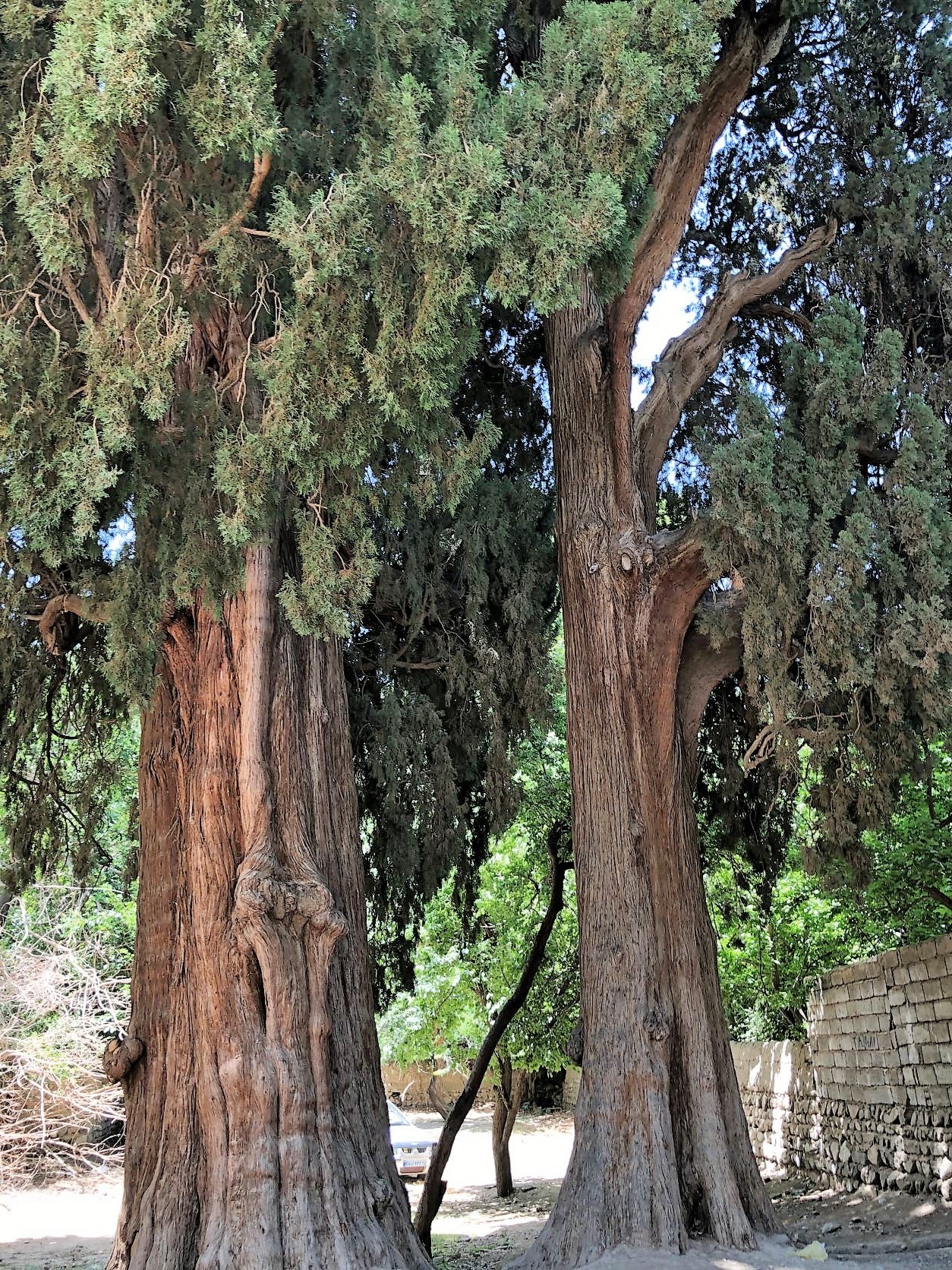 Twin Cedar Trees, Sirch Village, Kerman Province, Iran