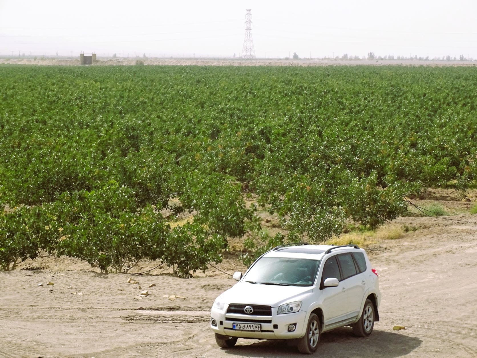 Pistachio Farm, Rafsanjan, Iran