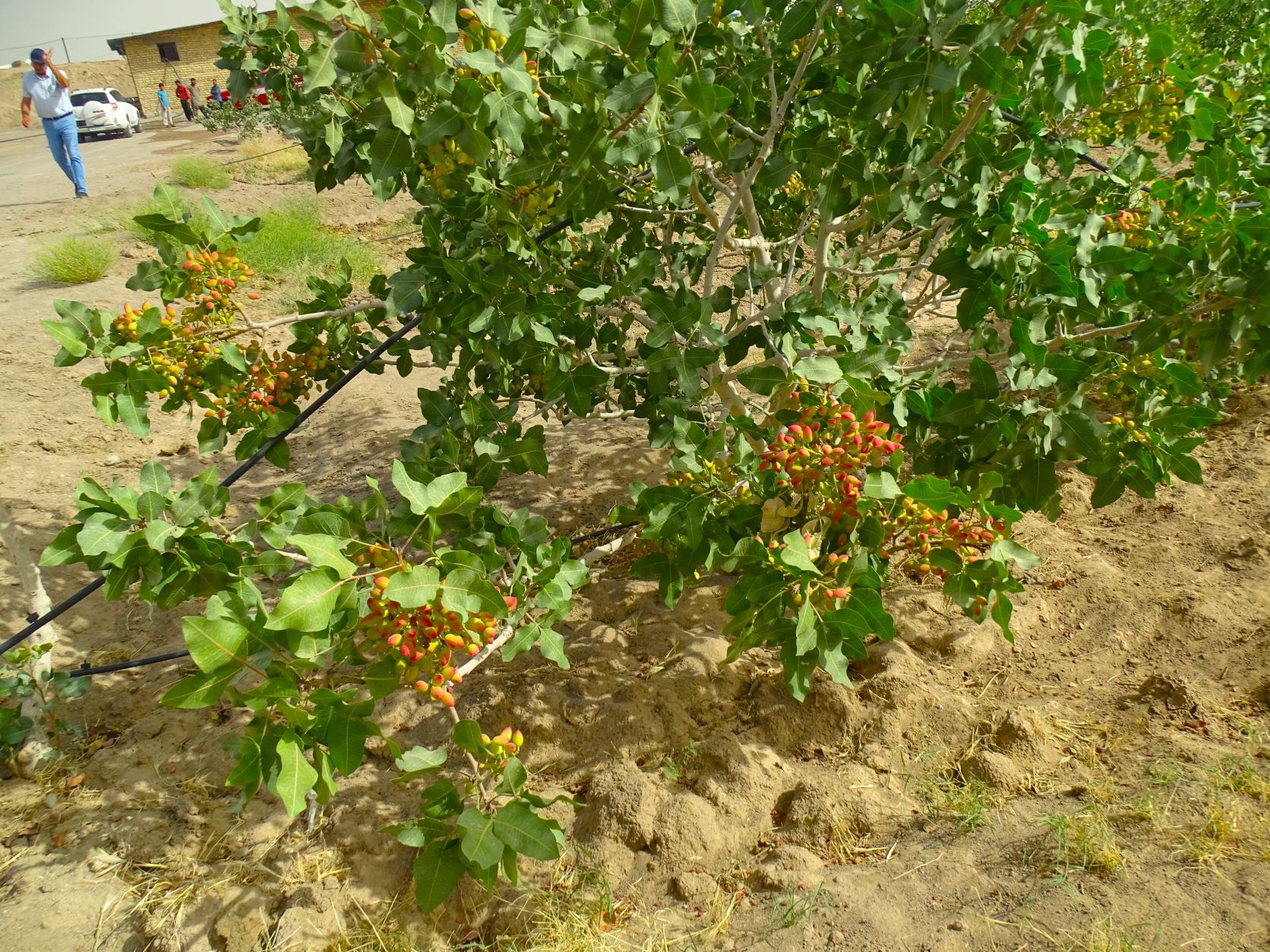 Pistachio Farm, Rafsanjan, Iran