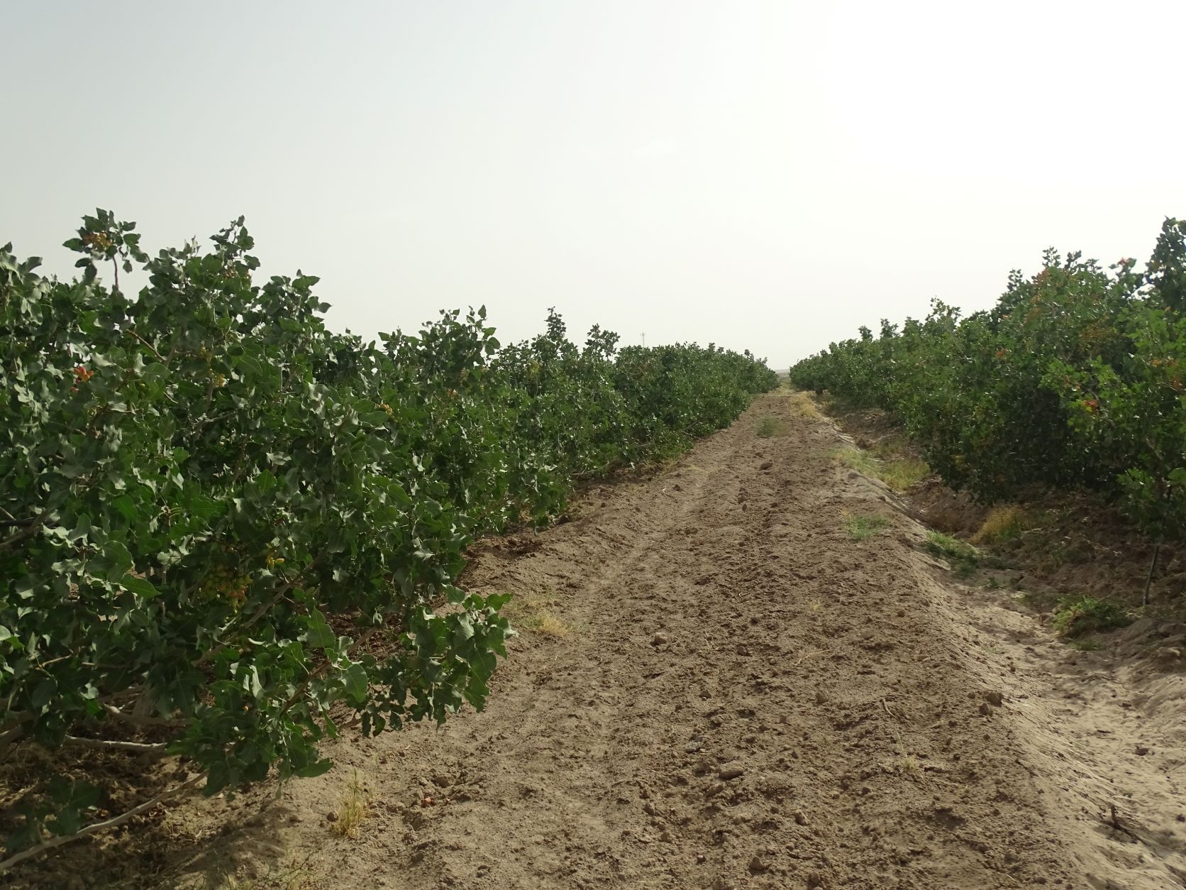 Pistachio Farm, Rafsanjan, Iran