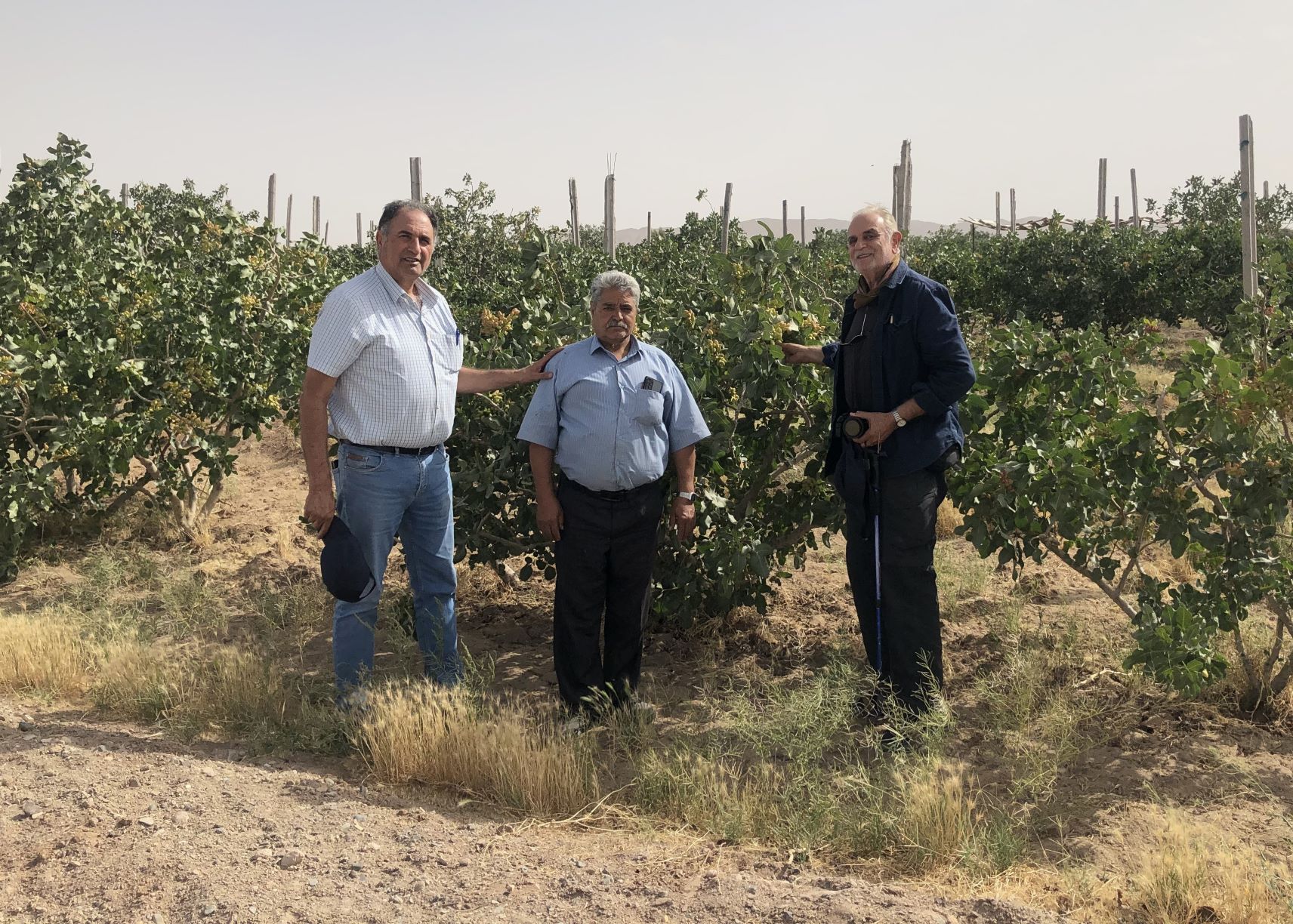 Pistachio Farm, Rafsanjan, Iran