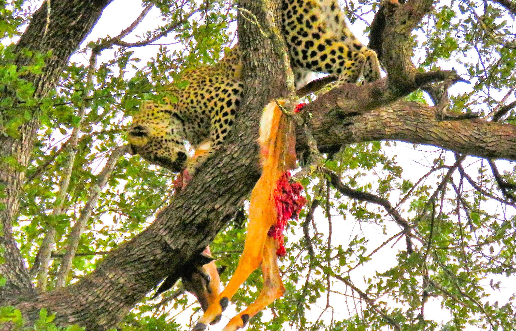 Kruger National Park, South Africa