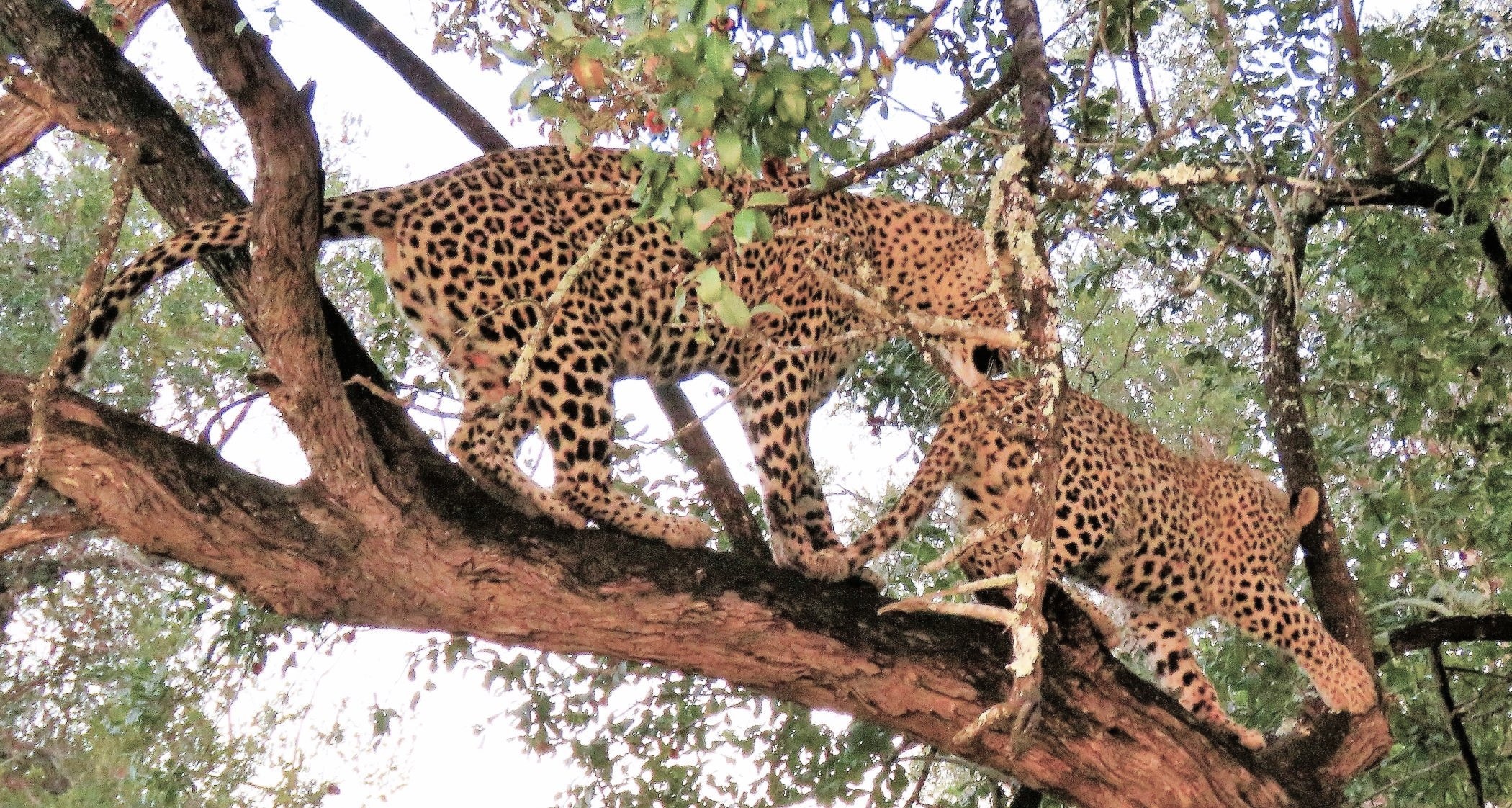 Kruger National Park, South Africa