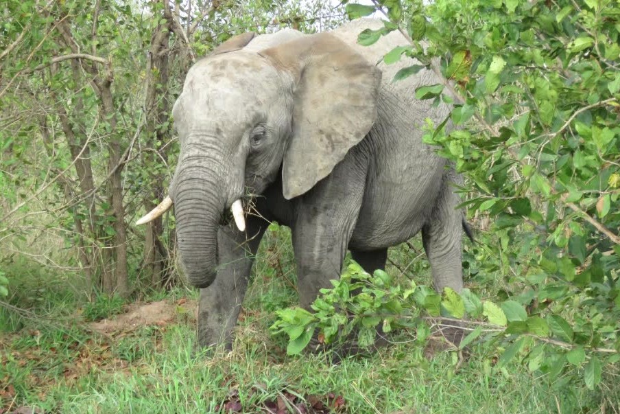 Kruger National Park, South Africa