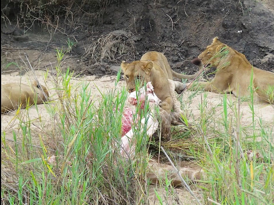 Kruger National Park, South Africa