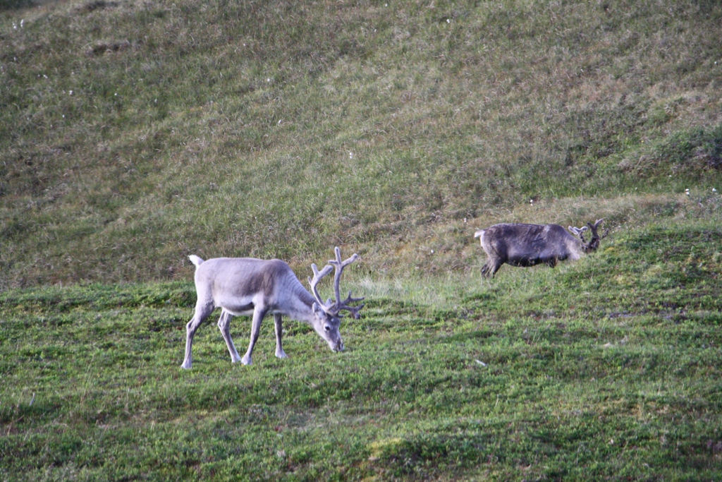 The Northern Cape, Norway