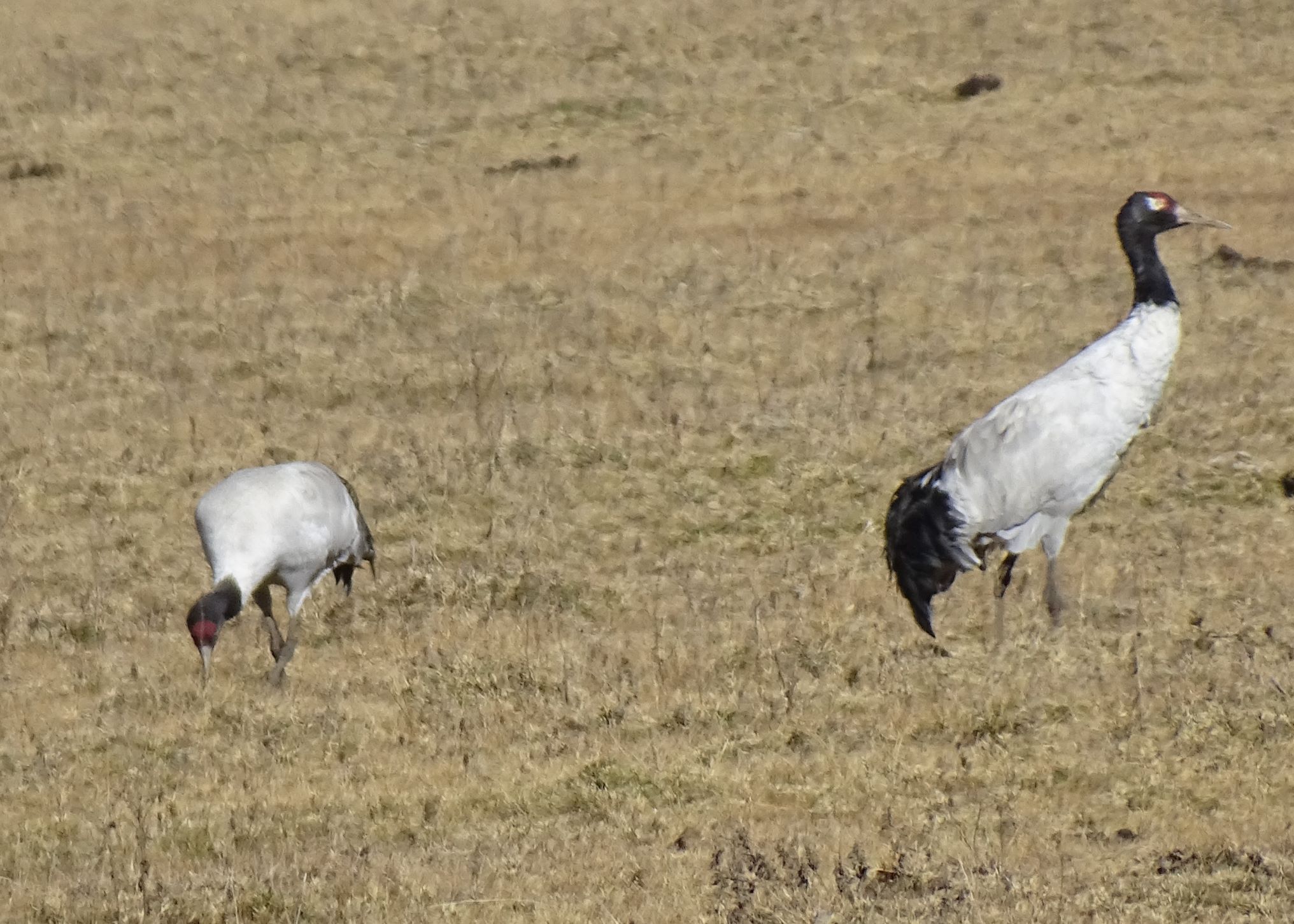 Black Necked Crane, Phobjikha Valley, Bhutan