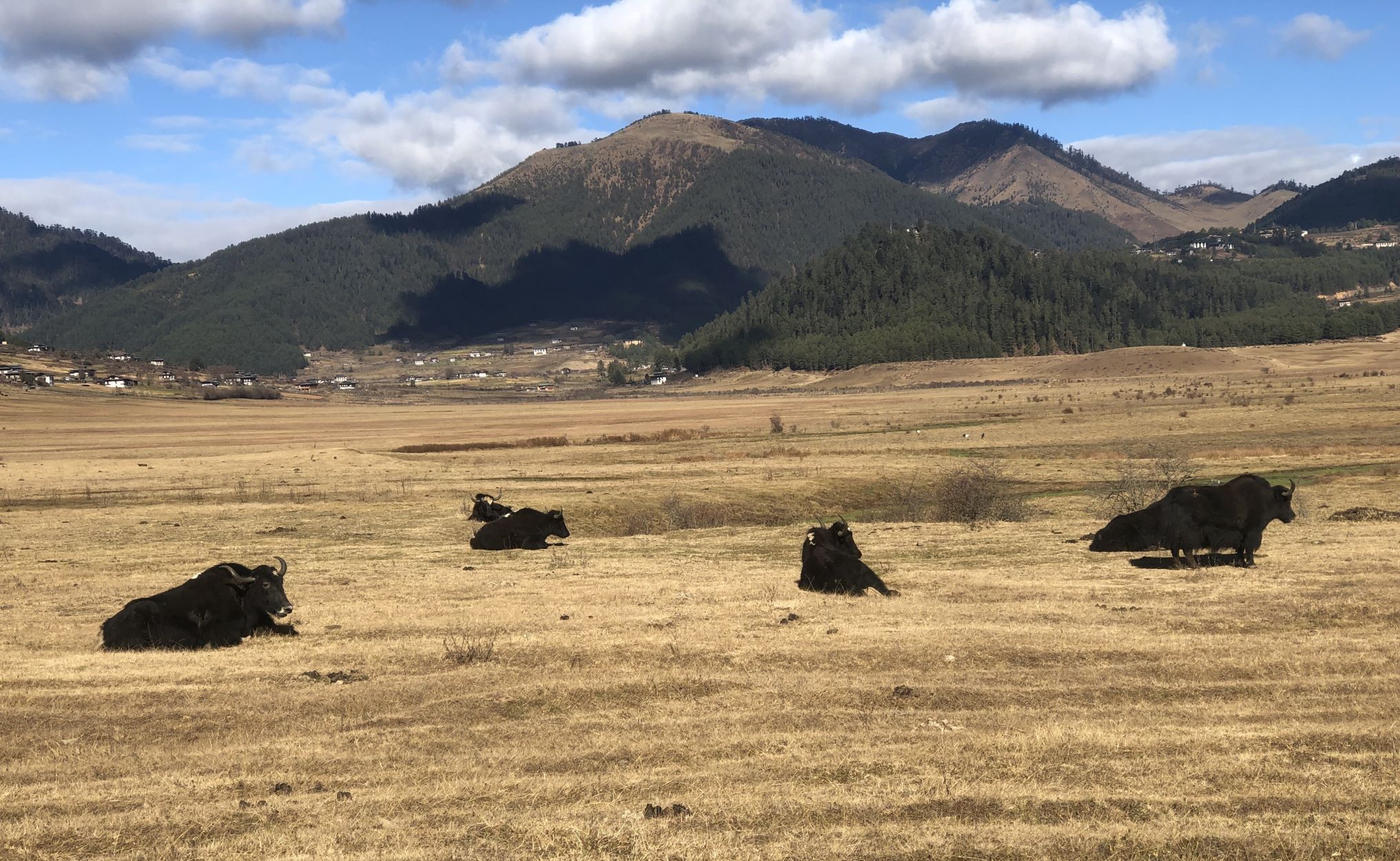 Yaks, Phobjikha Valley, Bhutan